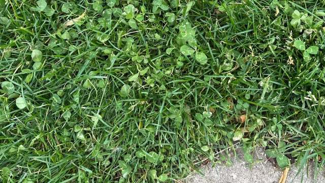 A close-up view of grass interspersed with clover and small green plants on the ground.
