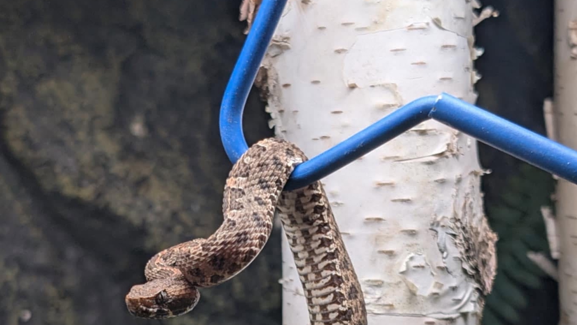 Colorado student thought trip home was over, then found a venomous baby pit viper in her suitcase
