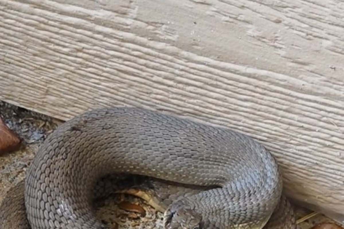 A snake curled in on itself in a defensive pose.