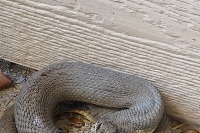 A snake curled in on itself in a defensive pose.