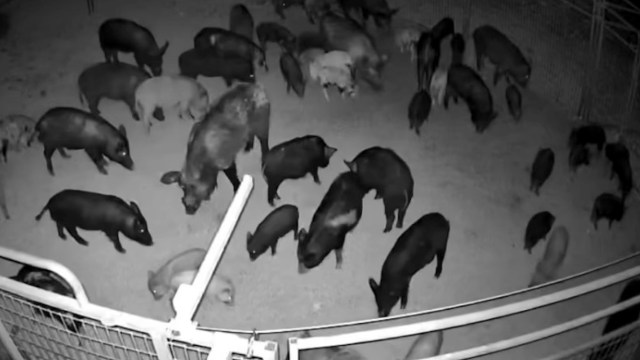 A group of feral pigs of various colors is seen roaming in a dark pen, captured in black and white.