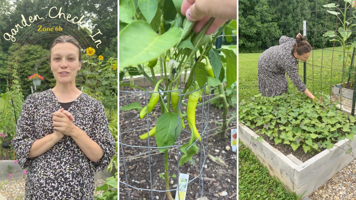 A woman showcasing a garden and tending to sweet potato vines in raised beds.