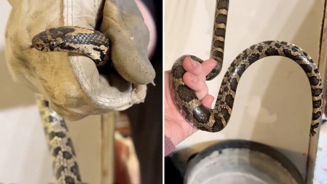 A person holding a snake in their home.