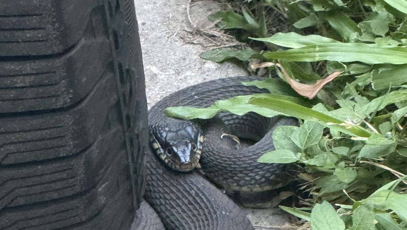 A snake curled near a tire, partially hidden near grass and leaves.