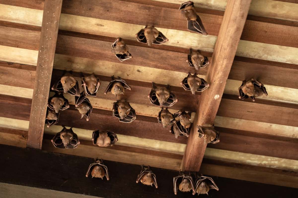 A group of bats hanging upside down from a wooden ceiling.