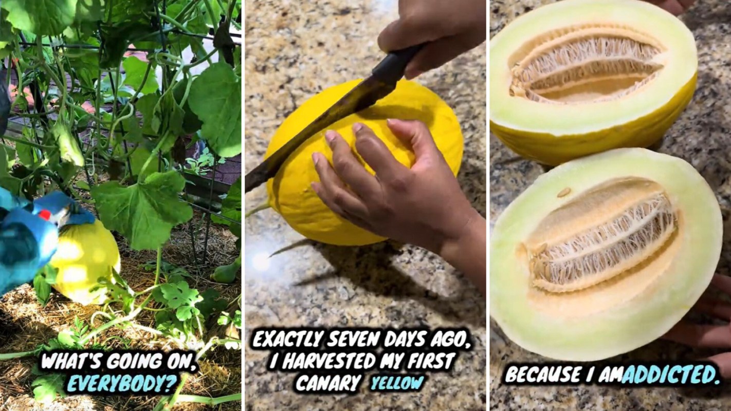 A person harvesting a canary yellow melon and cutting it open.