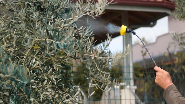 A person sprays water on olive leaves using a garden hose attachment in a residential area.
