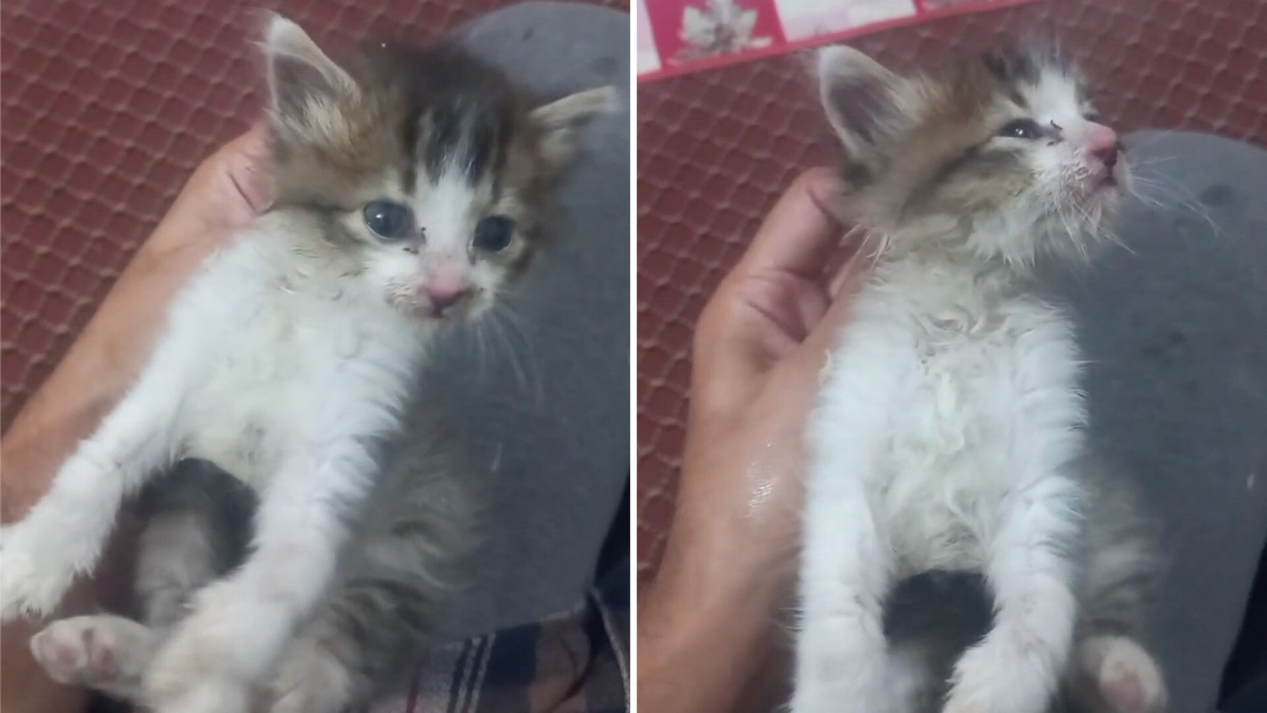 A cute, fluffy kitten being held in a hand, with white fur and brown stripes, looking curiously at the camera.