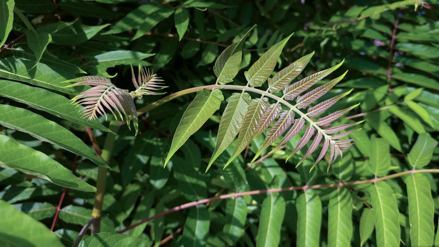 A close-up of vibrant green leaves with a variety of shapes and textures against a blurred green background.