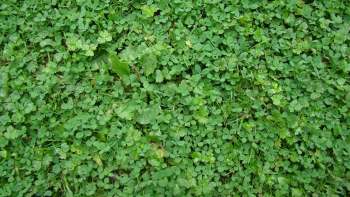 Green clover covering the ground.