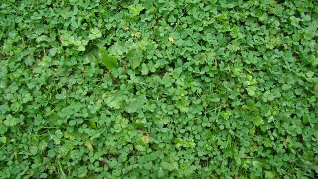 Green clover covering the ground.