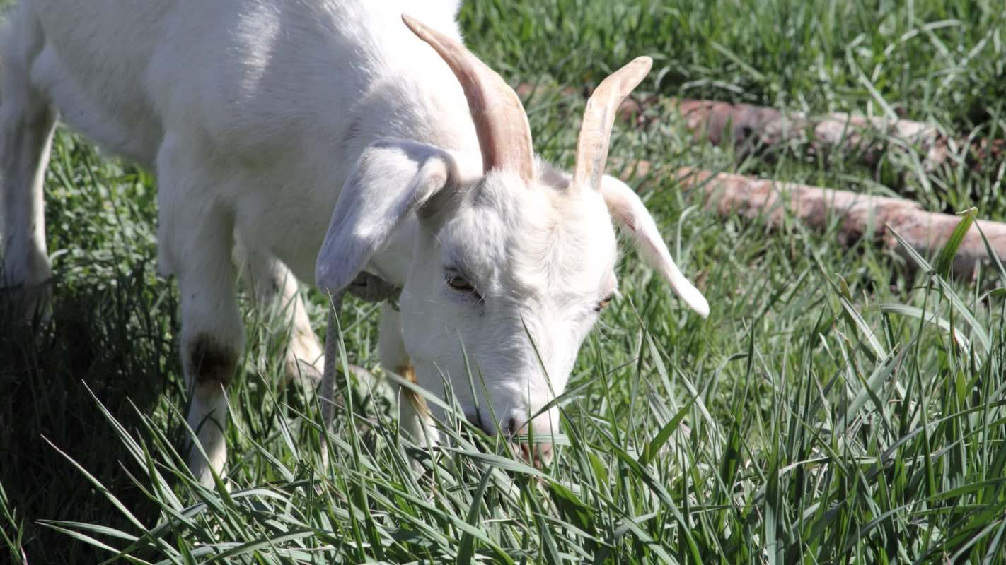 A white goat grazing on green grass under a clear blue sky.