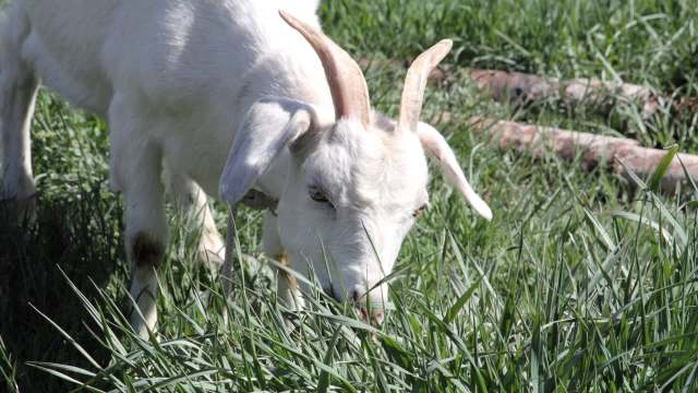 A white goat grazing on green grass under a clear blue sky.