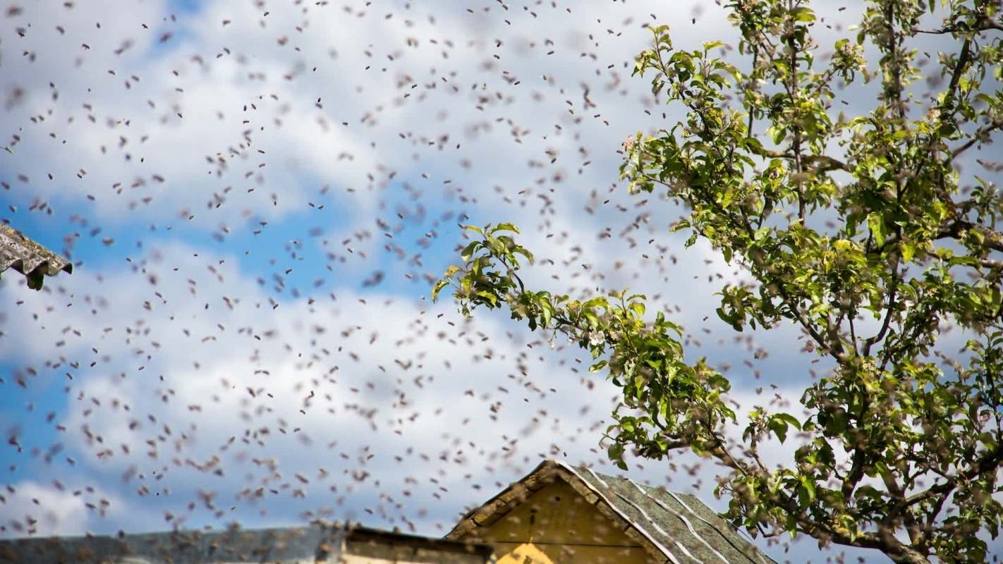 A dense swarm of bees flying around a tree and a building under a partly cloudy sky.