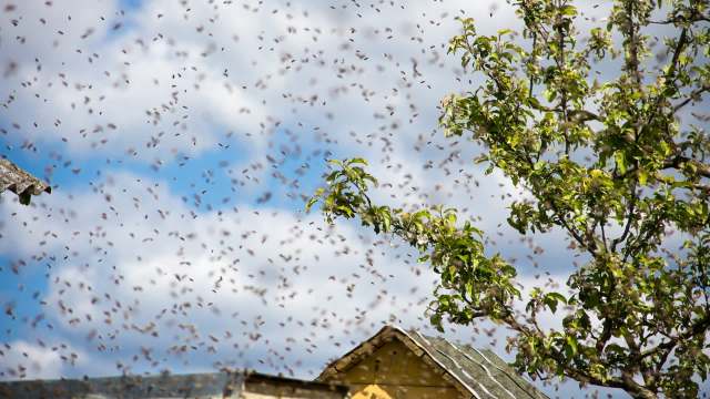 A dense swarm of bees flying around a tree and a building under a partly cloudy sky.