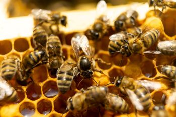 Bees on a honeycomb.