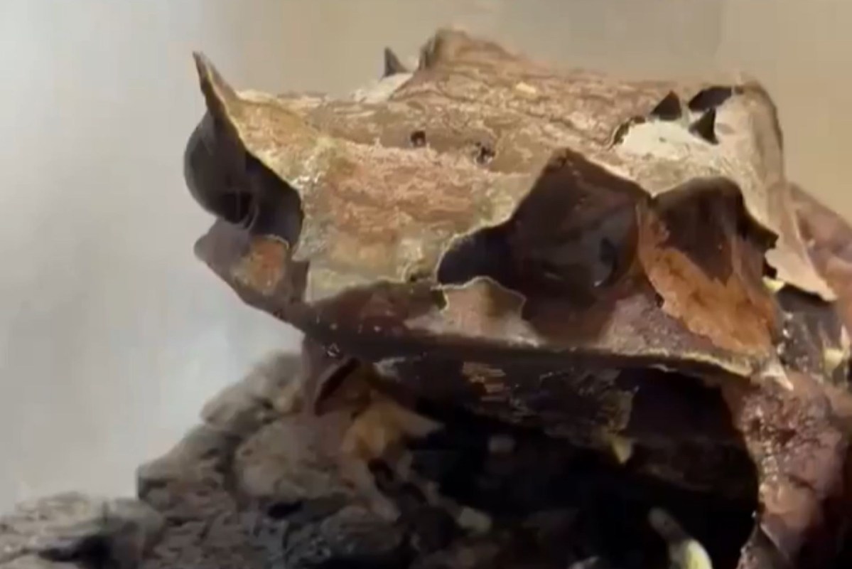 A camouflaged frog resembling leaves.