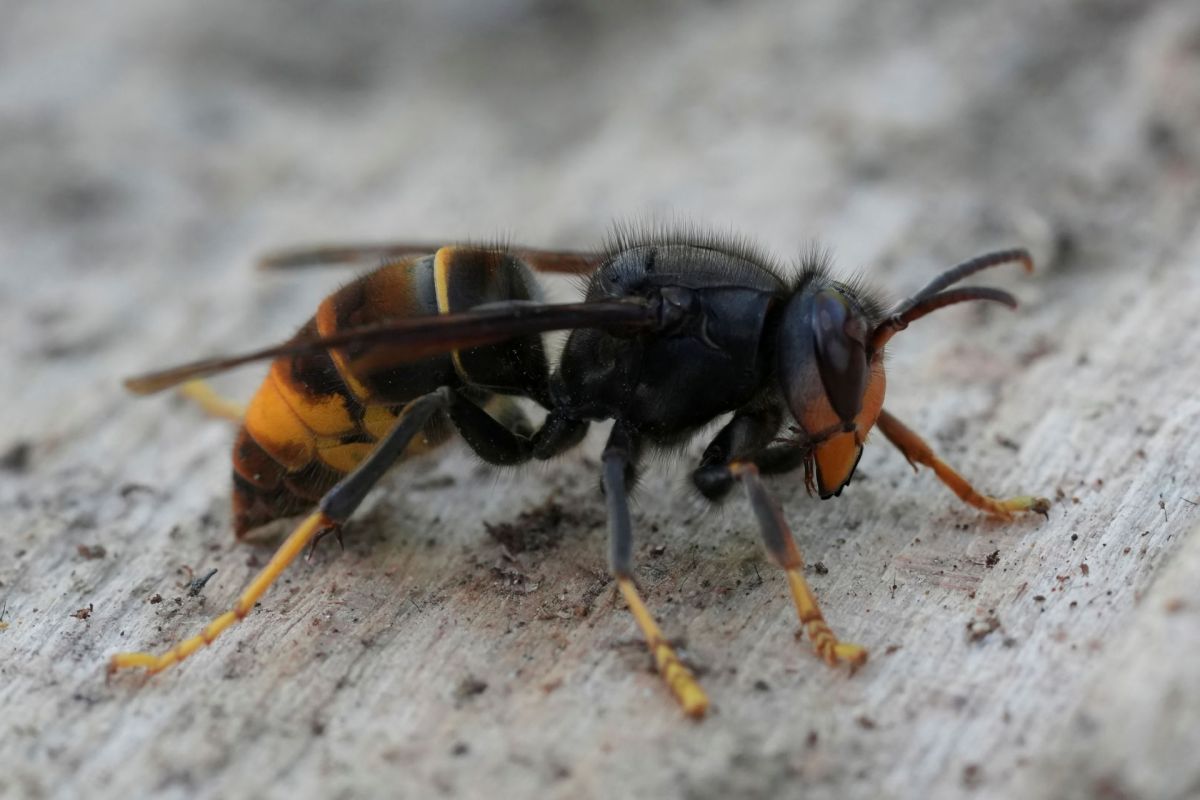 A close-up of a hornet with distinct orange and black body markings.
