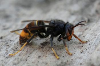 A close-up of a hornet with distinct orange and black body markings.