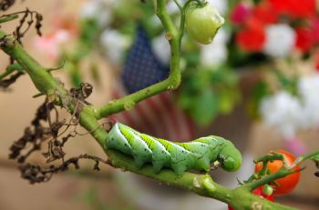 A hornworm on a tomato plant.