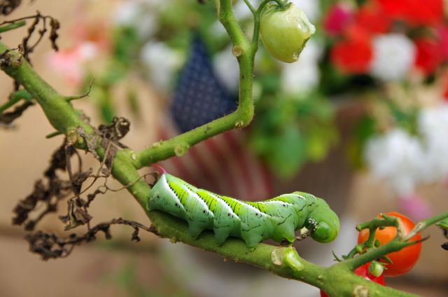 A hornworm on a tomato plant.