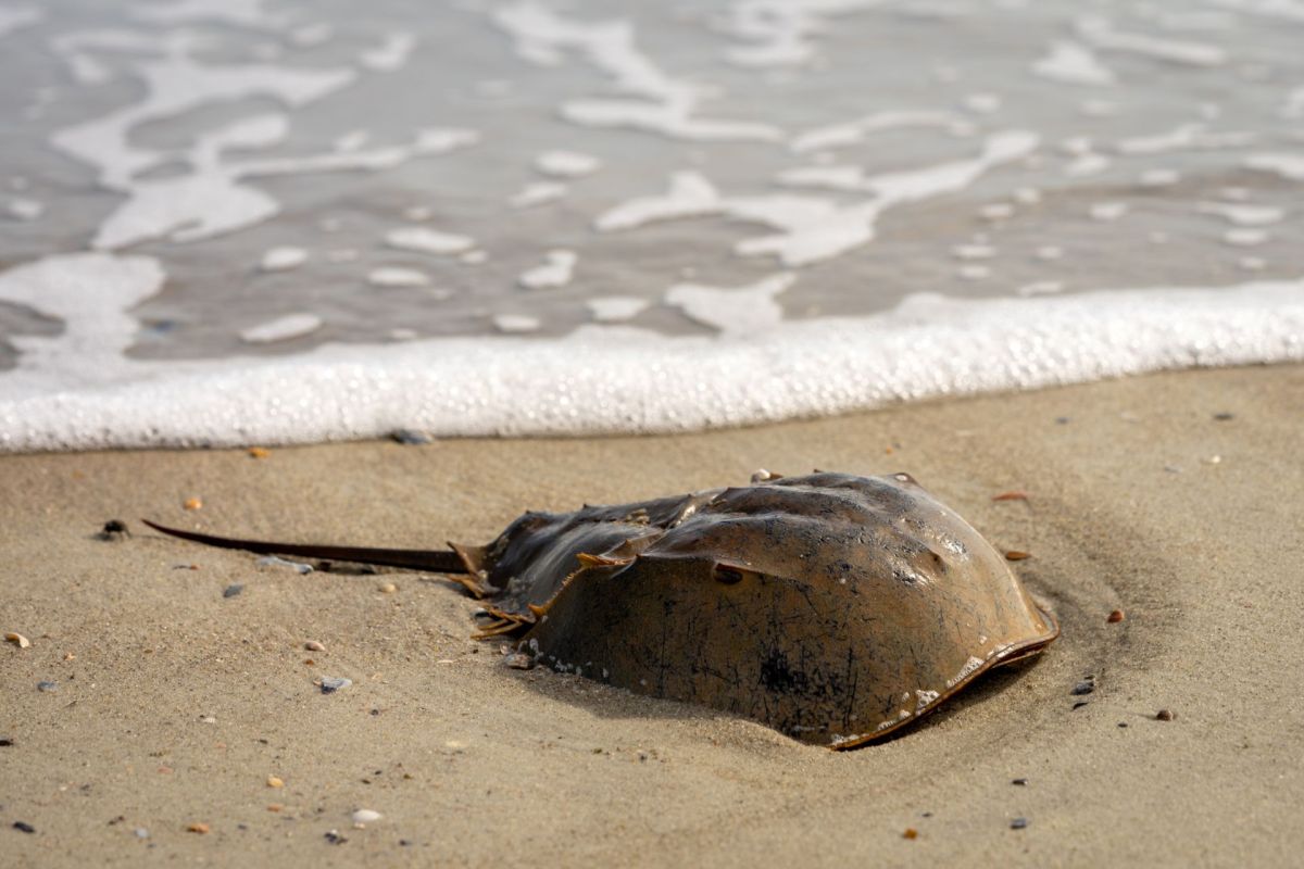 A horseshoe crab partially buried in sand near the water's edge, with gentle waves washing over it.