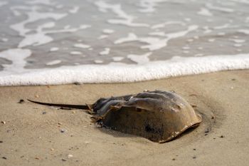 A horseshoe crab partially buried in sand near the water's edge, with gentle waves washing over it.