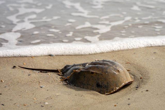 A horseshoe crab partially buried in sand near the water's edge, with gentle waves washing over it.