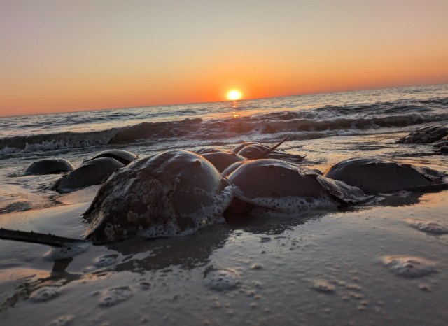 Spawning horseshoe crabs on the edge of the ocean while the sun sets in the background.