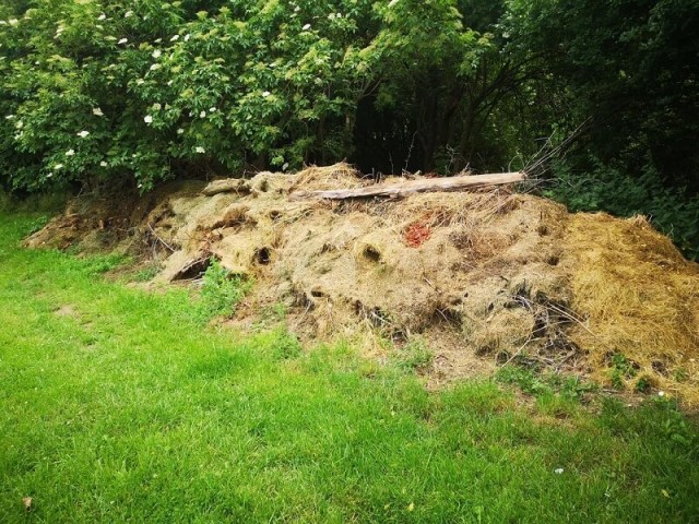 A wheelbarrow filled with freshly cut grass clippings on a grassy surface.
