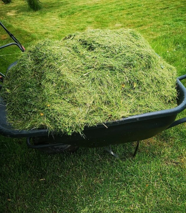 A wheelbarrow filled with freshly cut grass clippings on a grassy surface.