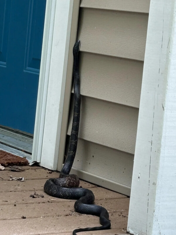 A large black snake climbing up the outer wall of a house.