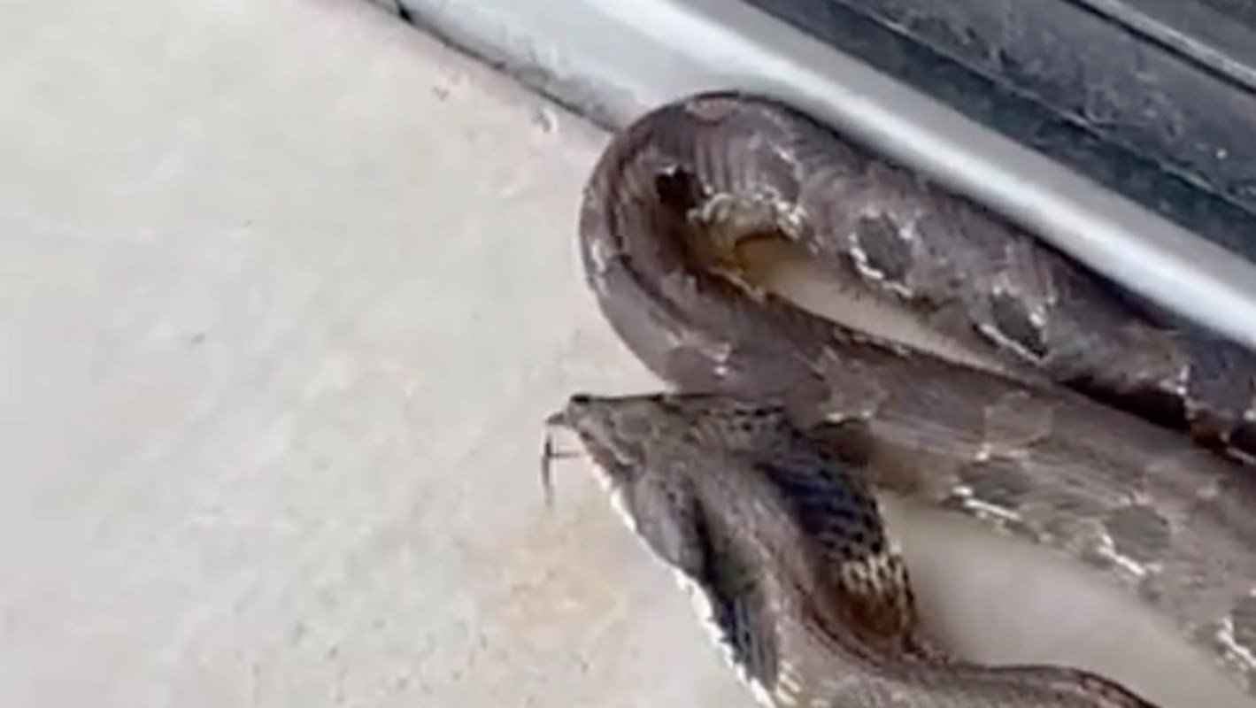 A large Eastern hognose snake is coiled on a concrete surface near a doorway.