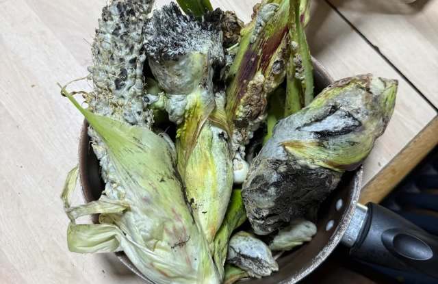 A bowl of decaying corn cobs.