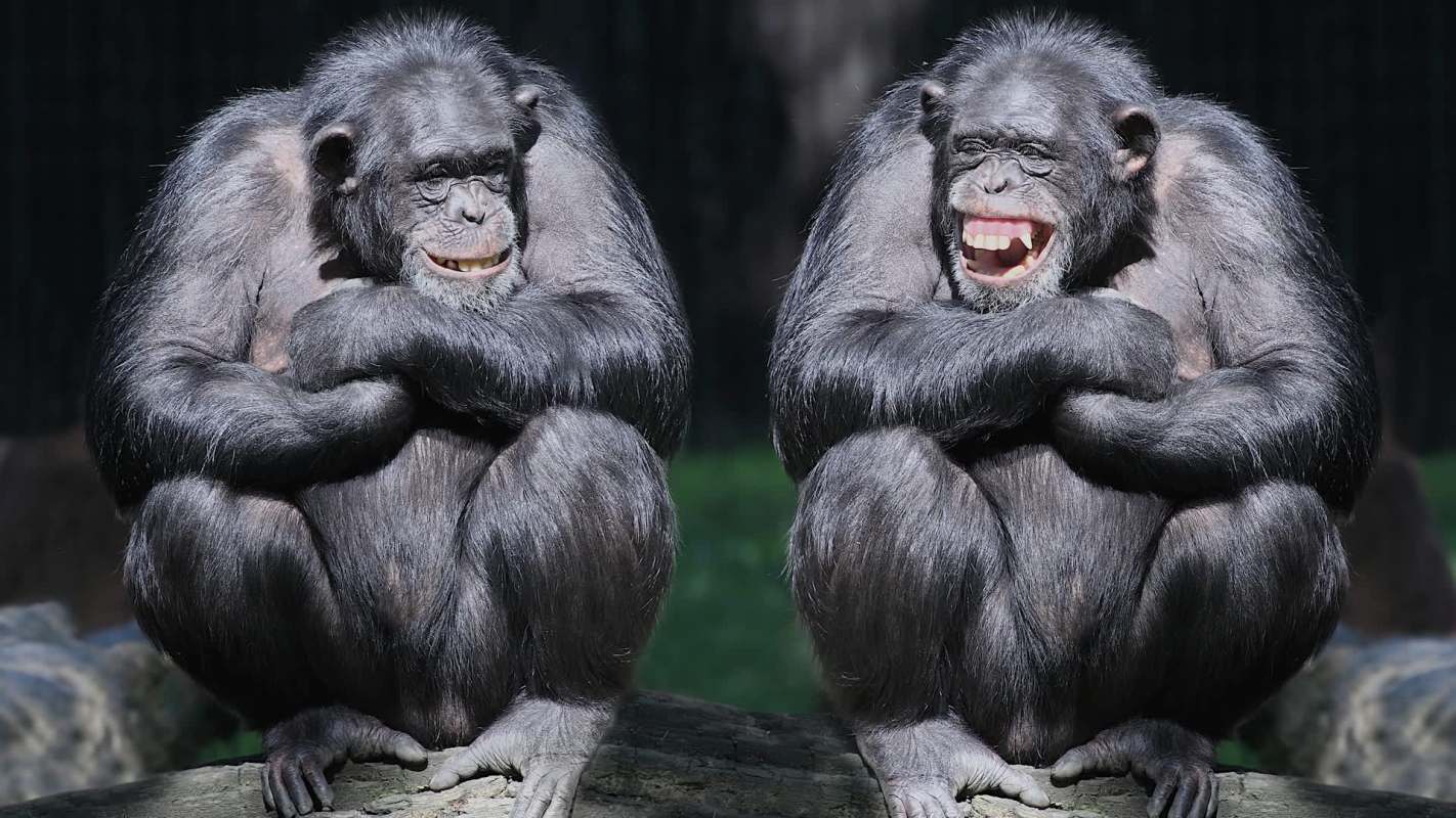 Two chimpanzees sitting side by side and smiling.