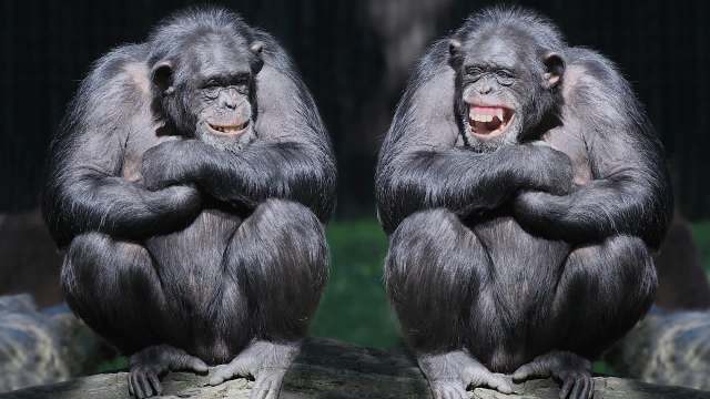 Two chimpanzees sitting side by side and smiling.