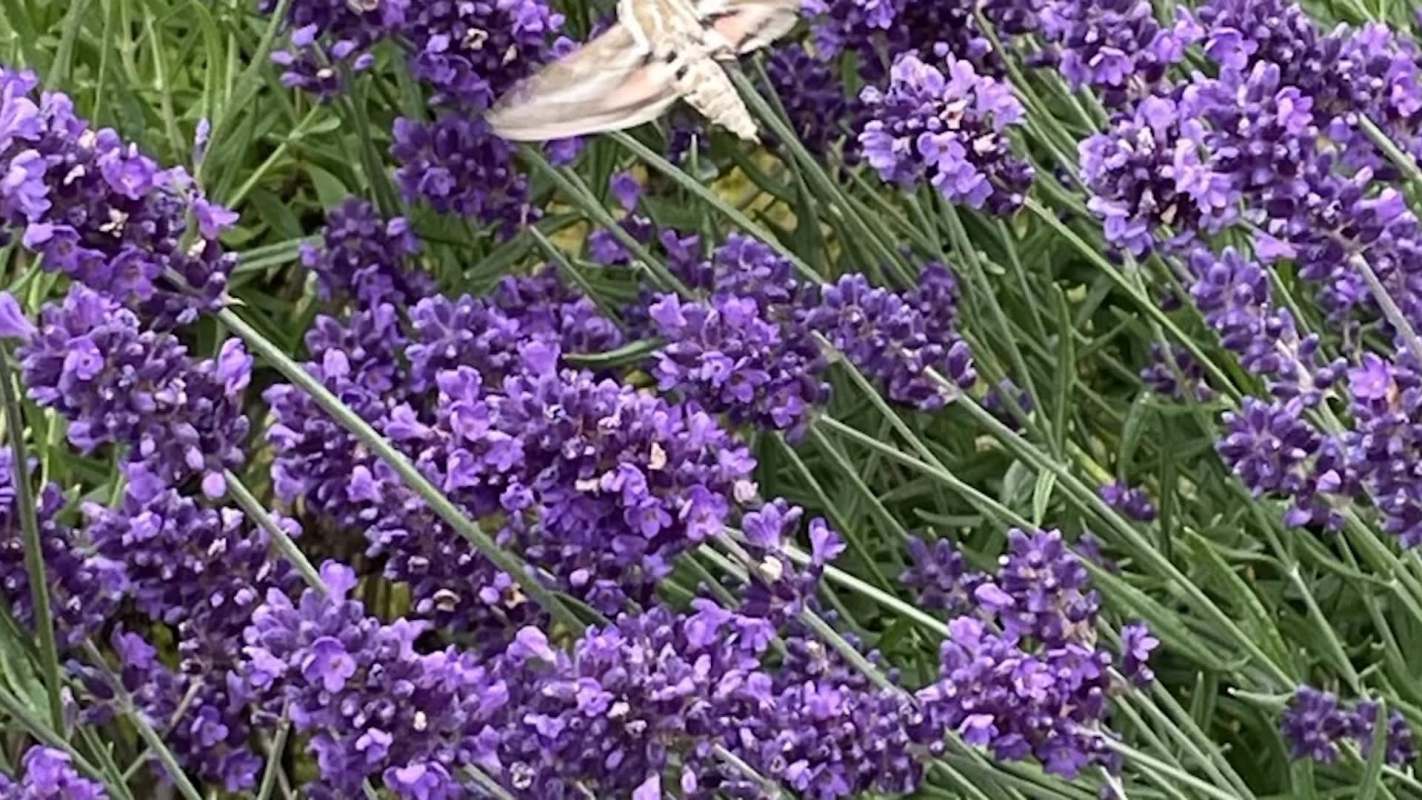 A close-up of lavender flowers with a moth hovering nearby.