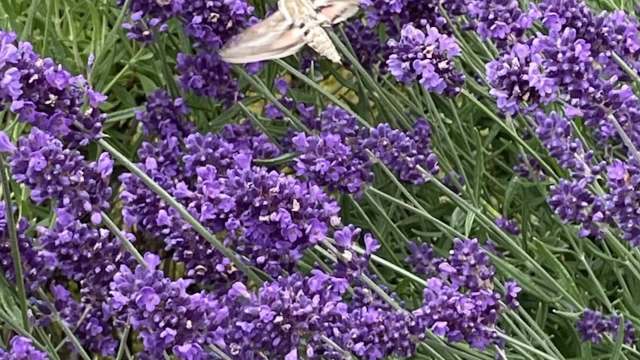A close-up of lavender flowers with a moth hovering nearby.