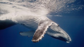 A humpback whale swimming gracefully underwater, showcasing its large fin and distinctive body markings.
