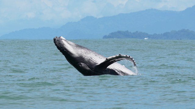 A humpback whale breaches the surface of the water against a backdrop of mountains and blue sky.