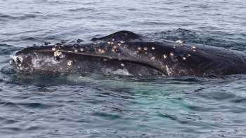 A close-up of a gray humpback whale surfacing in clear ocean water, showing distinctive barnacles on its skin.