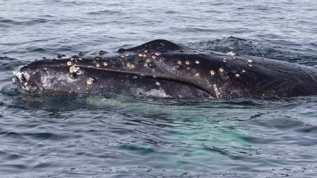 A close-up of a gray humpback whale surfacing in clear ocean water, showing distinctive barnacles on its skin.