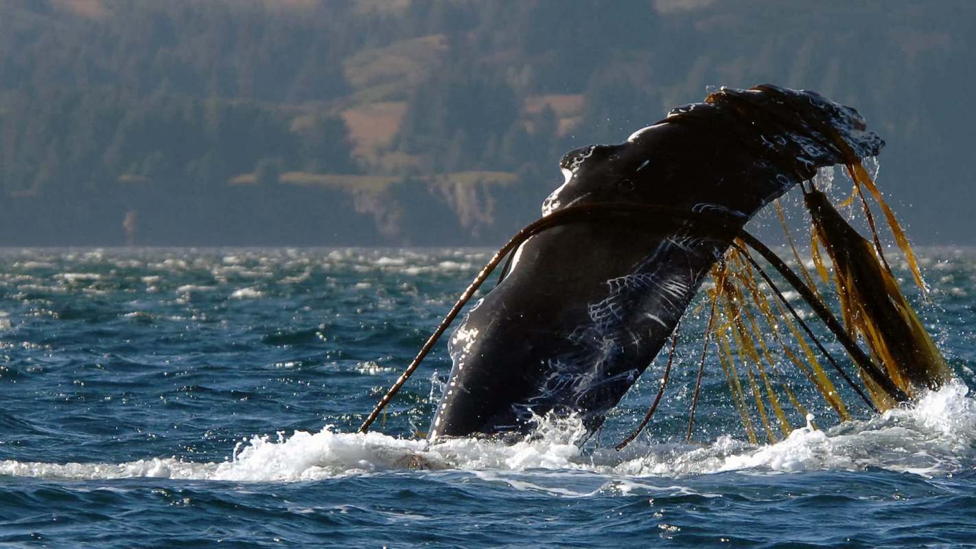 A whale breaches the water while entangled in kelp, with a forested shore in the background.