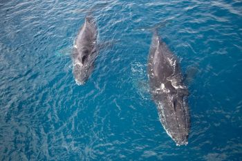Two whales swim side by side in clear waters.