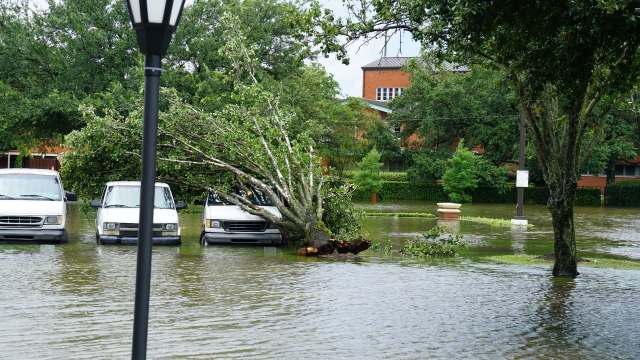 A flooded area with several parked vans partially submerged and a fallen tree in the background.