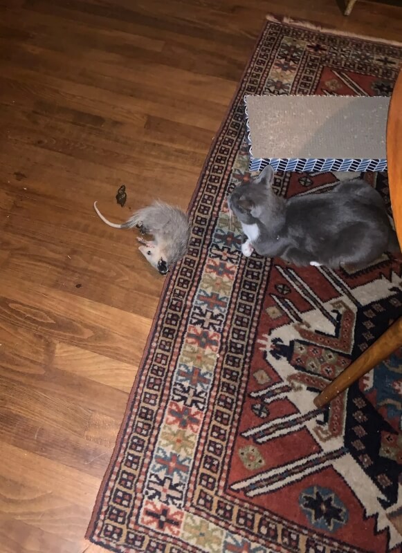 A cat lying down next to an opossum on a rug and wooden floor.