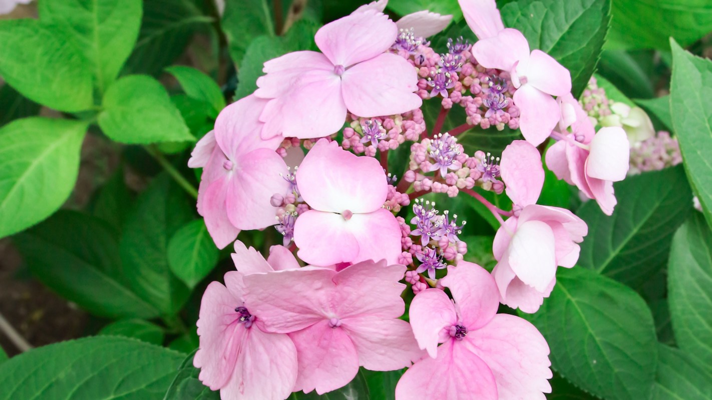 A cluster of pink hydrangea flowers surrounded by green leaves.