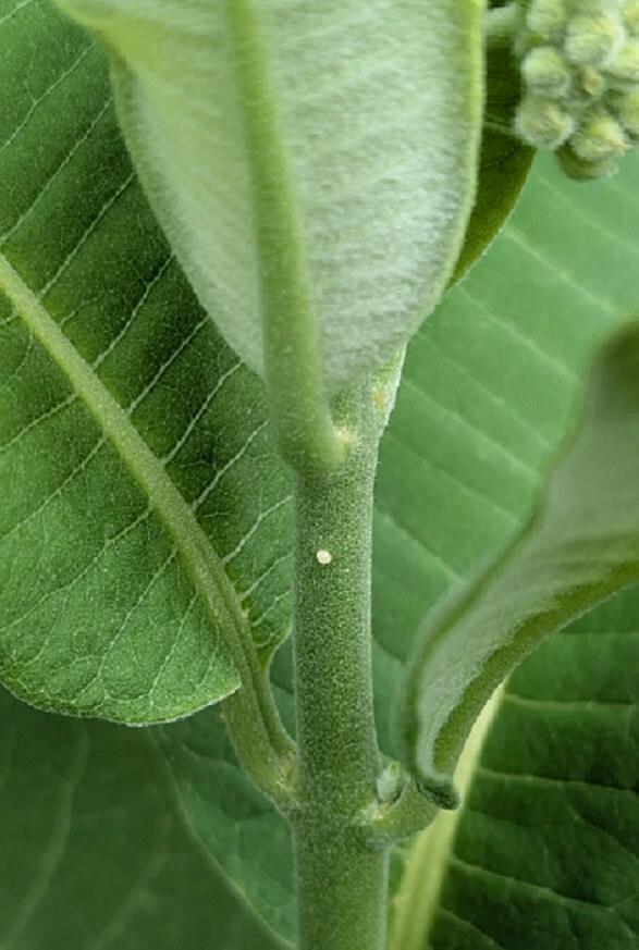 Close-up view of green leaves showcasing their textured surfaces and veins.