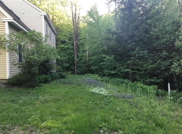 A grassy area beside a house, bordered by lush trees and patches of wildflowers.