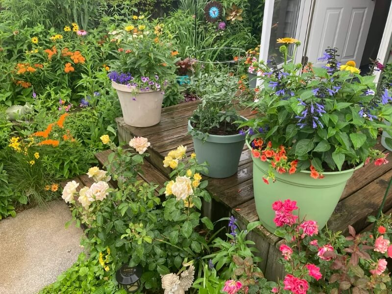 A lush garden with colorful flowers and potted plants. 